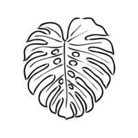 monstera leaf vector sketch