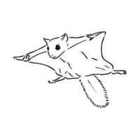 flying squirrel vector sketch