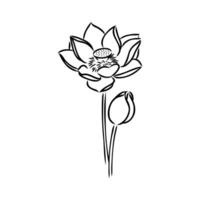 lotus vector sketch