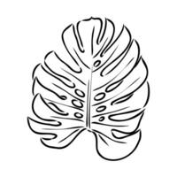 monstera leaf vector sketch