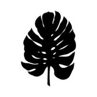 monstera leaf vector sketch