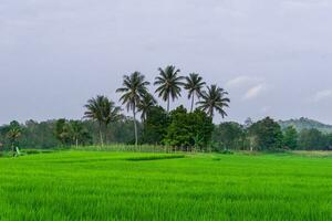 el belleza de el brumoso Mañana panorama con amanecer y arroz campos en bengkulu foto