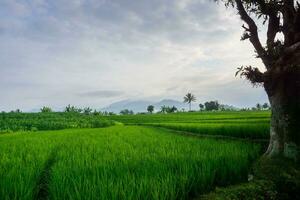 the beauty of the morning panorama with sunrise in indonesia village photo