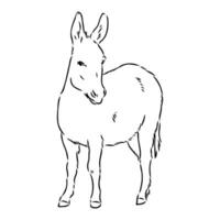 dibujo vectorial de burro vector