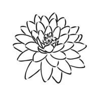 lotus vector sketch