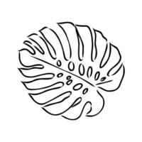 monstera leaf vector sketch