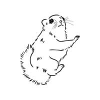 flying squirrel vector sketch