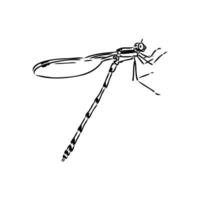 dragonfly vector sketch
