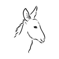 dibujo vectorial de burro vector