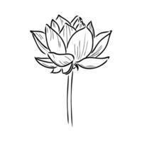 lotus vector sketch