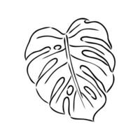 monstera hoja vector bosquejo