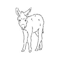 dibujo vectorial de burro vector