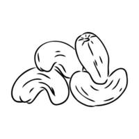 cashew nut vector sketch
