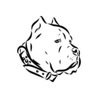 cane corso dog vector sketch