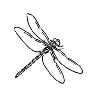 libélula vector bosquejo