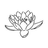 lotus vector sketch