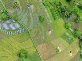 the beauty of the foggy morning panorama with sunrise and rice fields in Bengkulu photo