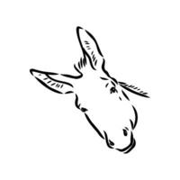 donkey vector sketch