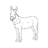 dibujo vectorial de burro vector