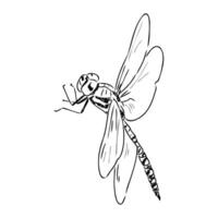 dragonfly vector sketch