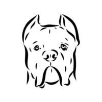 cane corso dog vector sketch