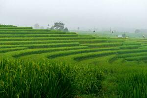 Beautiful morning view indonesia. Panorama Landscape paddy fields with beauty color and sky natural light photo