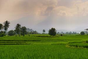 Beautiful morning view indonesia. Panorama Landscape paddy fields with beauty color and sky natural light photo