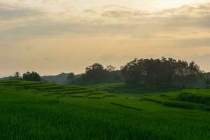 Beautiful morning view indonesia. Panorama Landscape paddy fields with beauty color and sky natural light photo