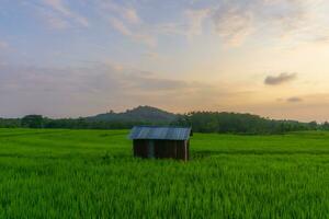 hermosa Mañana ver Indonesia. panorama paisaje arrozal campos con belleza color y cielo natural ligero foto