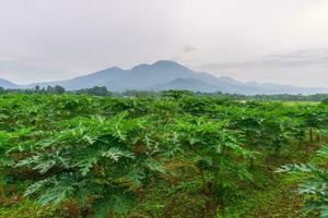 hermosa Mañana ver desde Indonesia de montañas y tropical bosque foto