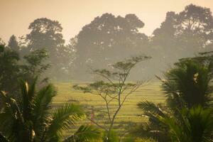 hermosa Mañana ver desde Indonesia de montañas y tropical bosque foto