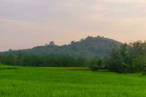 Beautiful morning view indonesia. Panorama Landscape paddy fields with beauty color and sky natural light photo