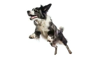 AI generated Black and white border collie jumping, isolated on white background. AI generated photo