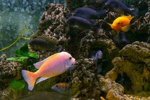 Pseudotropheus zebra, red african cichlid mbuna swimming in aquarium photo