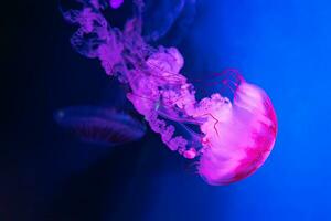 Glow jellyfish chrysaora plocamia in blue water. Diving, theriology, undersea life photo