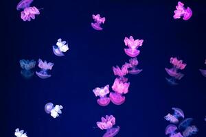 Group of pink glow jellyfish Lychnorhiza lucerna marble jellyfish in dark water. photo