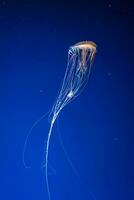 Glow chrysaora melanaster or brown jellyfish in blue water. Theriology, undersea life photo