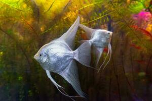 Tropical fish Pterophyllum scalare altum, angelfish swimming in aquarium with green seaweed. photo