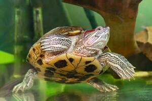 Doméstico rojo orejas tortuga, traquemias guión, estanque control deslizante nada en acuario agua foto