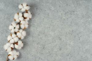 seco algodón rama con mullido flores en ligero gris hormigón texturizado antecedentes foto