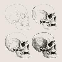 Drawing in stages of a human skull. Vector graphic illustration.