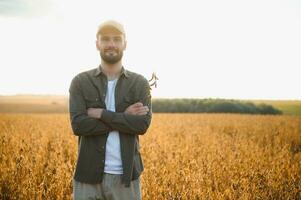 farmer or agronomist in soybean field examining crop at sunset photo