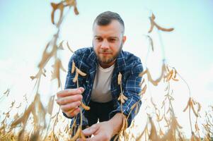 A young handsome farmer or agronomist examines the ripening of soybeans in the field before harvesting photo