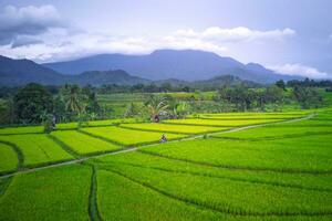 the beauty of the morning panorama with sunrise in indonesia village photo