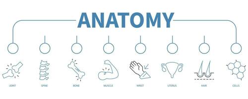 Anatomy banner web icon vector illustration concept