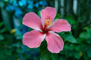 flor rosa en plena floración foto