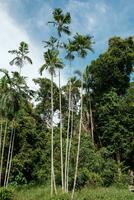 Tall Coconut Trees Portrait View photo