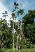 Tall Coconut Trees Portrait View photo