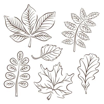 Autumn leaves collection in line art style. Outline, sketch set. Oak, maple, chestnut leaf drawing. Vector illustration isolated on a white background.