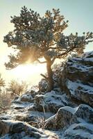 AI generated Golden sunset illuminating a solitary pine amidst a snowy, rocky landscape. A serene, chilly atmosphere photo